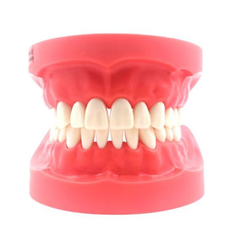 Nissin Typodont Jaw Set Pedo 2001 (Without Articulator)