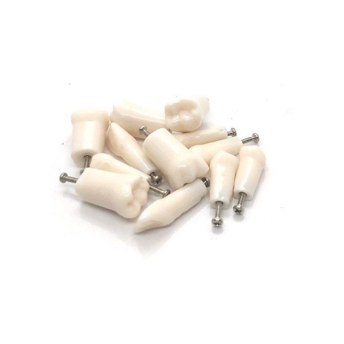 Nissin Typhodonts Individual -Pedo Size
